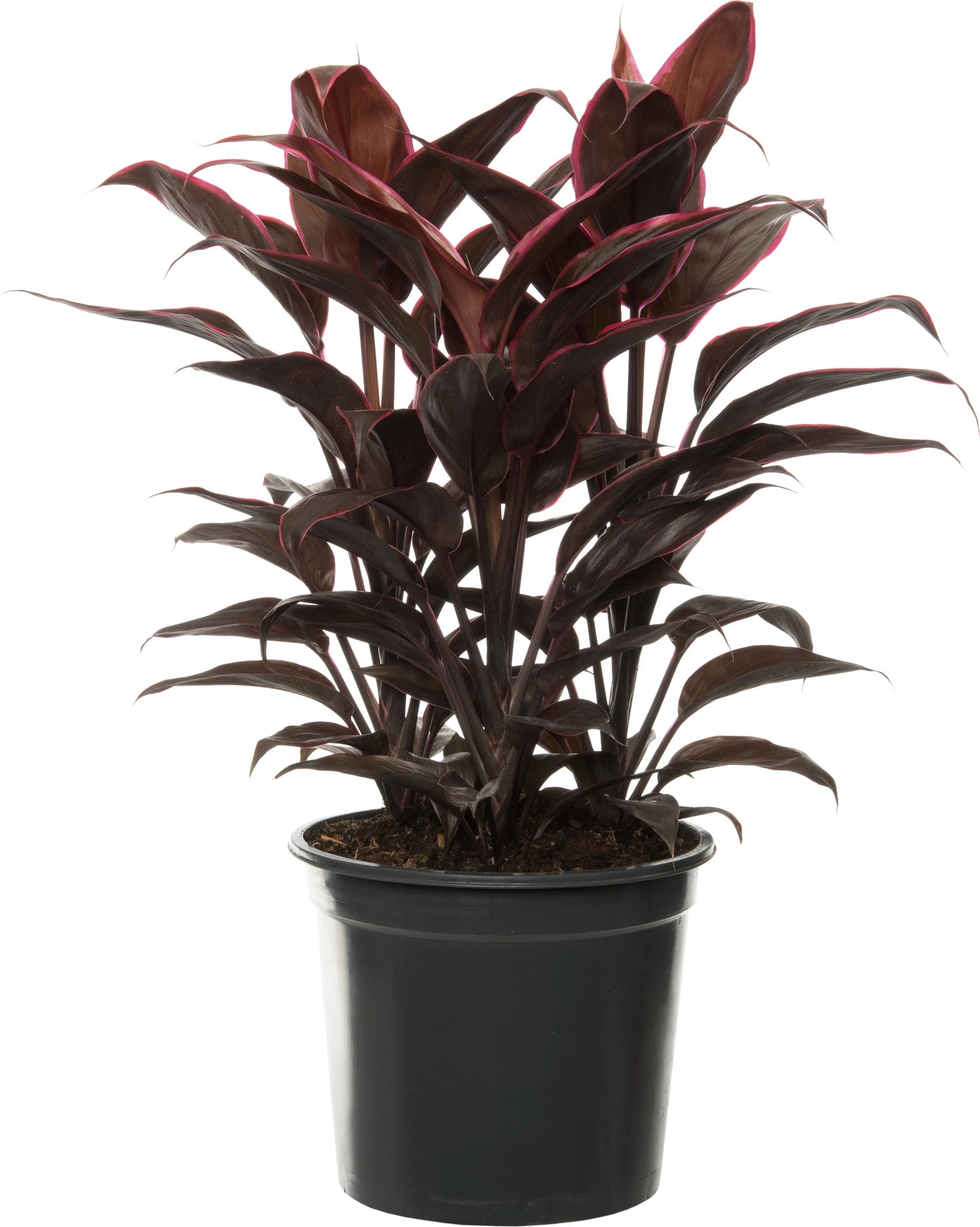 Geluksplant (Cordyline Fruticosa 'Mambo') D 19 H 60 Cm 3 Geluksplant (Cordyline Fruticosa 'Mambo') D 19 H 60 Cm