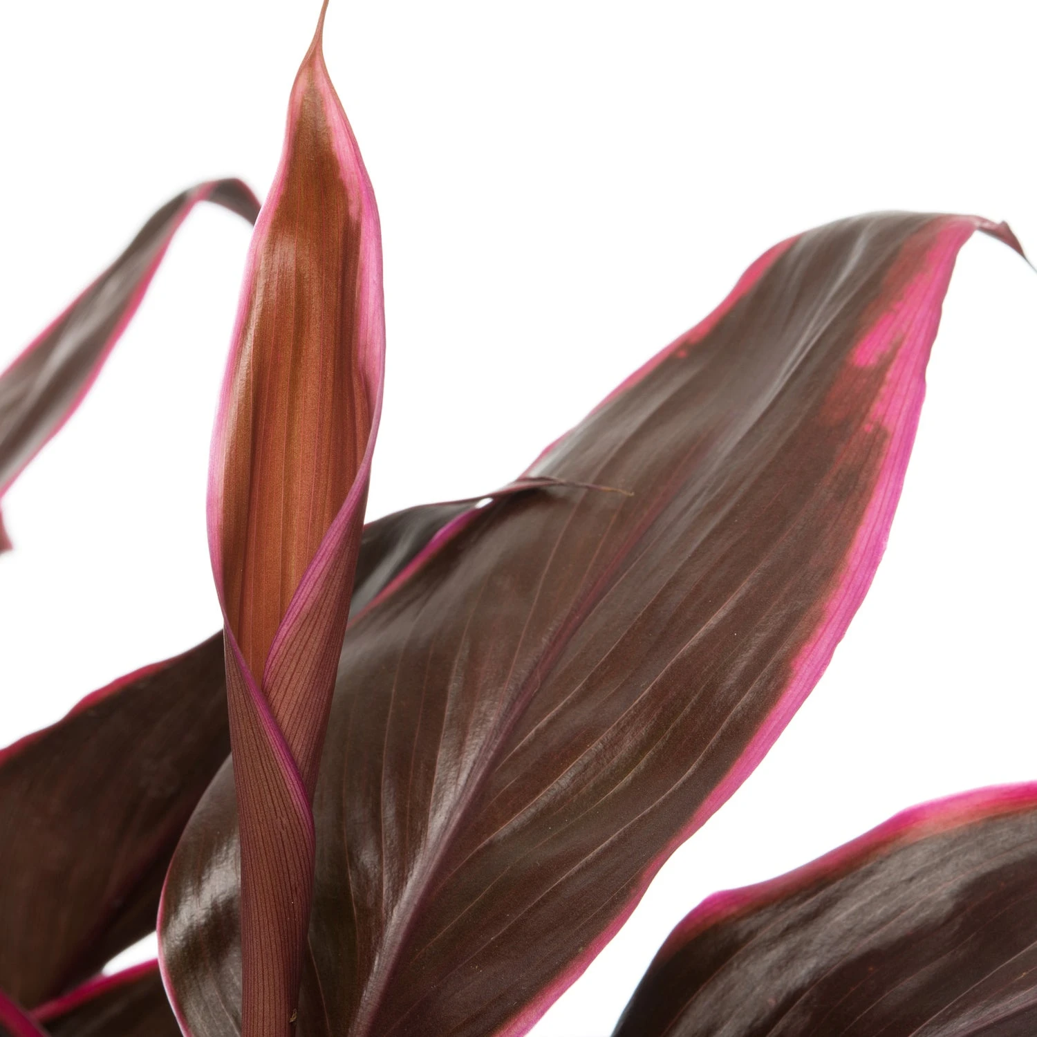 Geluksplant (Cordyline Fruticosa 'Mambo') D 19 H 60 Cm 4 Geluksplant (Cordyline Fruticosa 'Mambo') D 19 H 60 Cm - Afbeelding 2