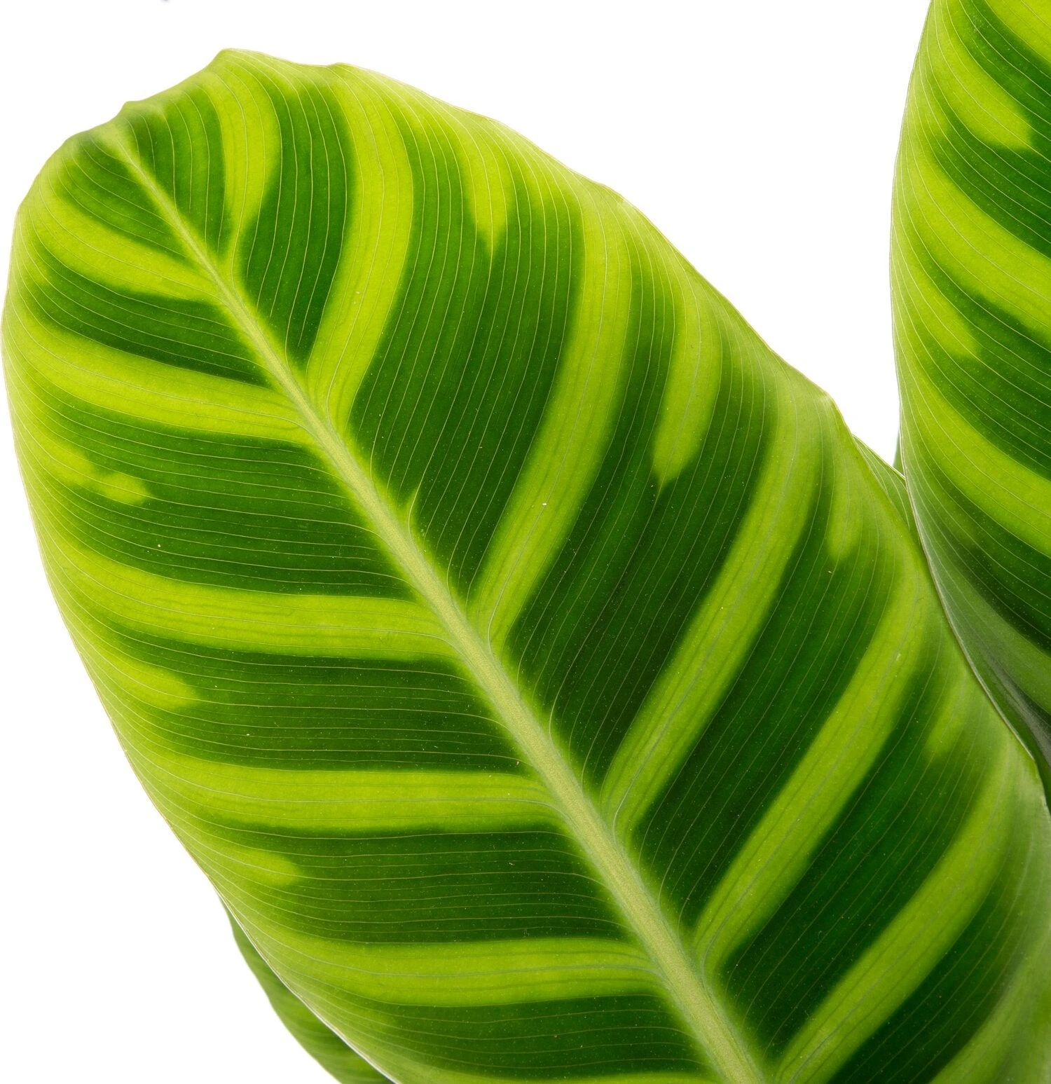 Calathea (Calathea Zebrina) D 14 H 50 Cm 4 Calathea (Calathea Zebrina) D 14 H 50 Cm - Afbeelding 2