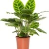 Calathea (Calathea Zebrina) D 14 H 50 Cm -Groene Tuin Winkel 8717263133711 1