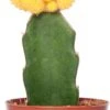 Cactus Geënt (Cactus) D 8,5 H 16 Cm -Groene Tuin Winkel 8717263133827 1