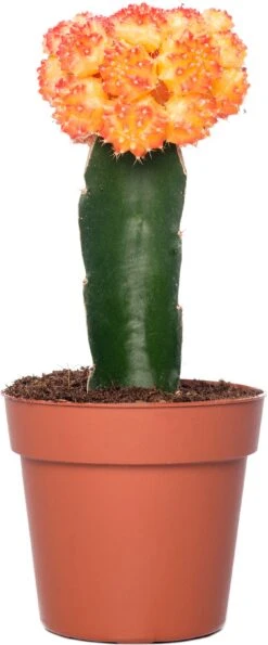 Cactus Geënt (Cactus) D 8,5 H 16 Cm -Groene Tuin Winkel 8717263133827 2