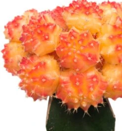 Cactus Geënt (Cactus) D 8,5 H 16 Cm -Groene Tuin Winkel 8717263133827 3