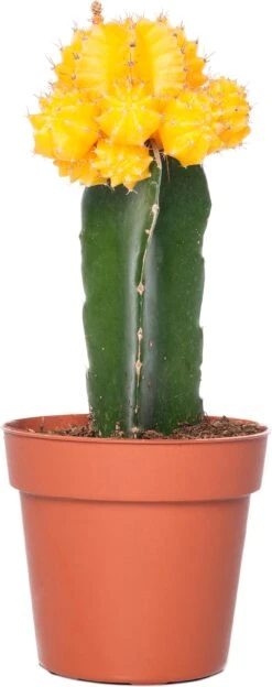 Cactus Geënt (Cactus) D 8,5 H 16 Cm -Groene Tuin Winkel 8717263133827 4