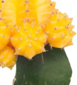 Cactus Geënt (Cactus) D 8,5 H 16 Cm -Groene Tuin Winkel 8717263133827 5