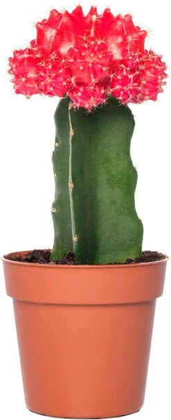 Cactus Geënt (Cactus) D 8,5 H 16 Cm -Groene Tuin Winkel 8717263133827 6