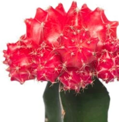 Cactus Geënt (Cactus) D 8,5 H 16 Cm -Groene Tuin Winkel 8717263133827 7