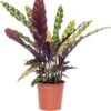 Calathea (Calathea Lancifolia 'Insigne') D 14 H 50 Cm