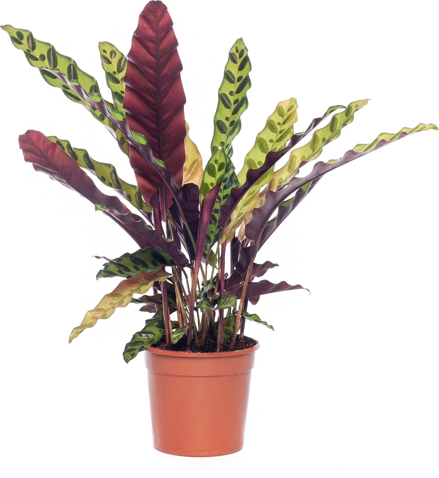Calathea (Calathea Lancifolia 'Insigne') D 14 H 50 Cm 3 Calathea (Calathea Lancifolia 'Insigne') D 14 H 50 Cm