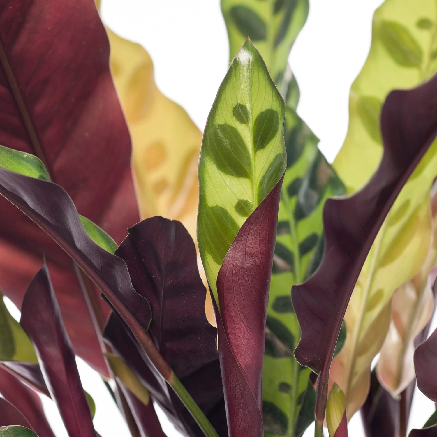Calathea (Calathea Lancifolia 'Insigne') D 14 H 50 Cm 4 Calathea (Calathea Lancifolia 'Insigne') D 14 H 50 Cm - Afbeelding 2