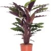 Calathea (Calathea Rufibarba 'Wavestar') D 14 H 40 Cm -Groene Tuin Winkel 8717263134527