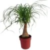 Olifantenpoot (Beaucarnea 'Maya Palm') D 19 H 60 Cm 1 Olifantenpoot (Beaucarnea 'Maya Palm') D 19 H 60 Cm -Groene Tuin Winkel 8717263134923 1