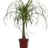 Olifantenpoot (Beaucarnea 'Maya Palm') D 24 H 85 Cm