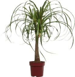 Olifantenpoot (Beaucarnea 'Maya Palm') D 24 H 85 Cm