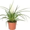 Tillandsia (Tillandsia Cyanea 'Biachini') D 9 H 25 Cm -Groene Tuin Winkel 8717263247548