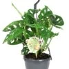 Gatenplant In Hangpot (Monstera 'Monkey Leaf') D 15 H 30 Cm 1 Gatenplant In Hangpot (Monstera 'Monkey Leaf') D 15 H 30 Cm -Groene Tuin Winkel 8717263248330 1 1