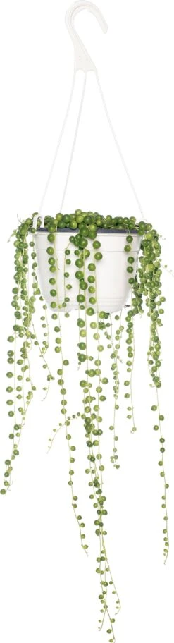 Erwtenplant (Senecio Rowleyanus) D 15 H 20 Cm