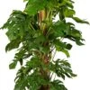 Gatenplant Met Mosstok (Monstera Pertusum) D 33 H 180 Cm 2 Gatenplant Met Mosstok (Monstera Pertusum) D 33 H 180 Cm -Groene Tuin Winkel 8717263248750