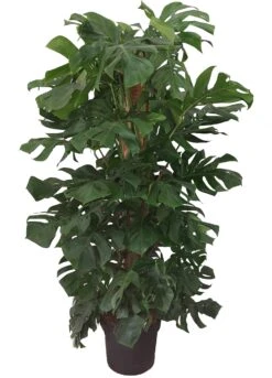 Gatenplant Met Mosstok (Monstera Pertusum) D 33 H 180 Cm 6 Gatenplant Met Mosstok (Monstera Pertusum) D 33 H 180 Cm -Groene Tuin Winkel 8717263248750 1 1