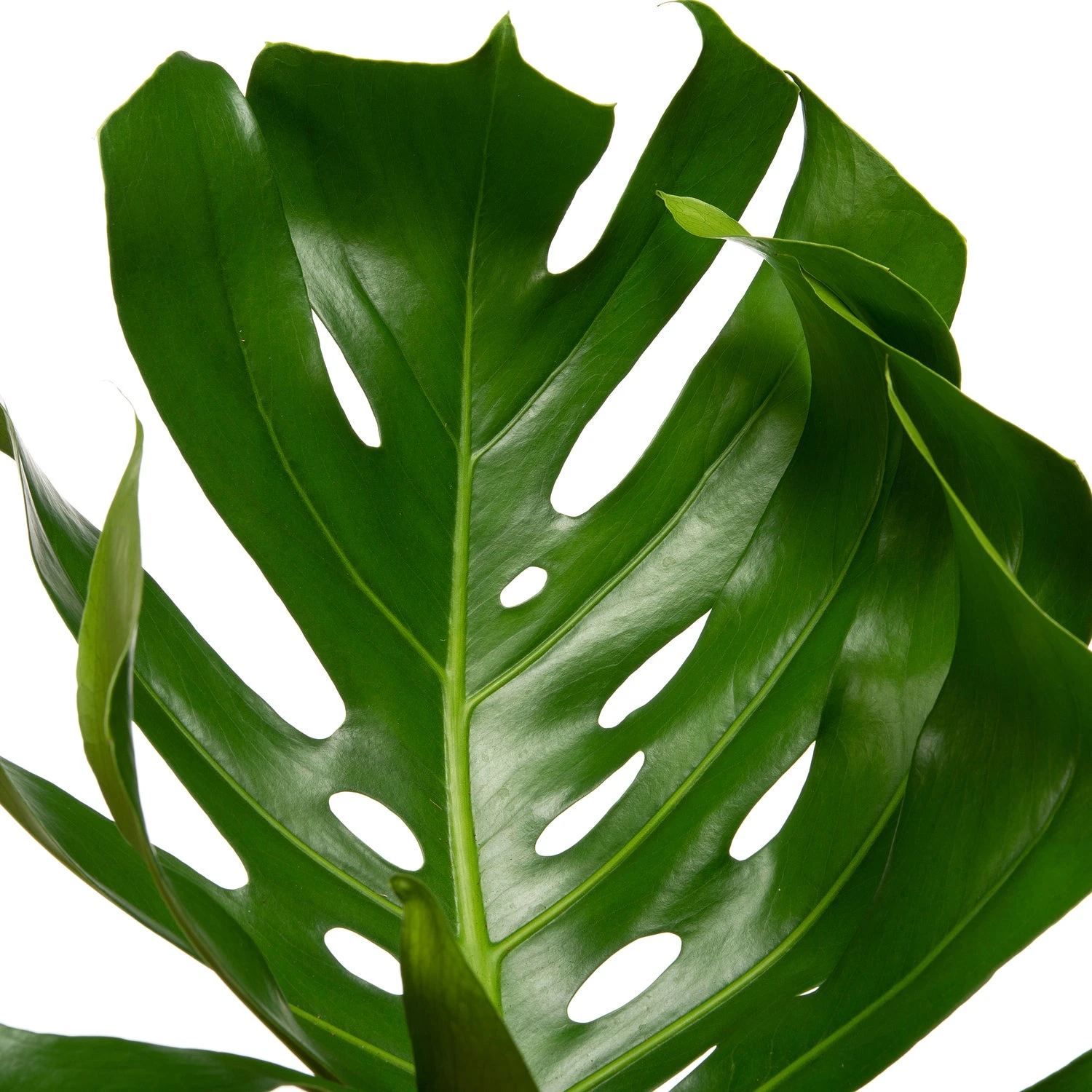 Gatenplant Met Mosstok (Monstera Pertusum) D 33 H 180 Cm 5 Gatenplant Met Mosstok (Monstera Pertusum) D 33 H 180 Cm - Afbeelding 3
