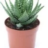 Aloe (Aloe Melanacantha 'Jaws') D 12 H 15 Cm