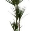 Drakenbloedboom (Dracaena Marginata) D 21 H 125 Cm -Groene Tuin Winkel 8717263249092 1