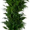 Drakenbloedboom (Dracaena Fragrans 'Compacta') D 31 H 130 Cm -Groene Tuin Winkel 8717263249221
