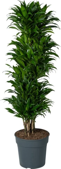 Drakenbloedboom (Dracaena Fragrans 'Compacta') D 31 H 130 Cm