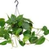 Philodendron In Hangpot (Philodendron Scandens) D 15 H 40 Cm 1 Philodendron In Hangpot (Philodendron Scandens) D 15 H 40 Cm -Groene Tuin Winkel 8717263250258