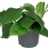 Philodendron (Philodendron Scandens) D 12 H 15 Cm -Groene Tuin Winkel 8717263250265