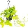 Drakenklimop In Hangpot (Epipremnum Pinnatum 'Golden Pothos') D 15 H 40 Cm 2 Drakenklimop In Hangpot (Epipremnum Pinnatum 'Golden Pothos') D 15 H 40 Cm -Groene Tuin Winkel 8717263250296