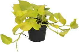 Drakenklimop (Epipremnum Pinnatum 'Golden Pothos') D 12 H 15 Cm