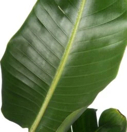 Paradijsvogelplant (Strelitzia Nicolai) D 36 H 180 Cm -Groene Tuin Winkel 8717263250777 2 1