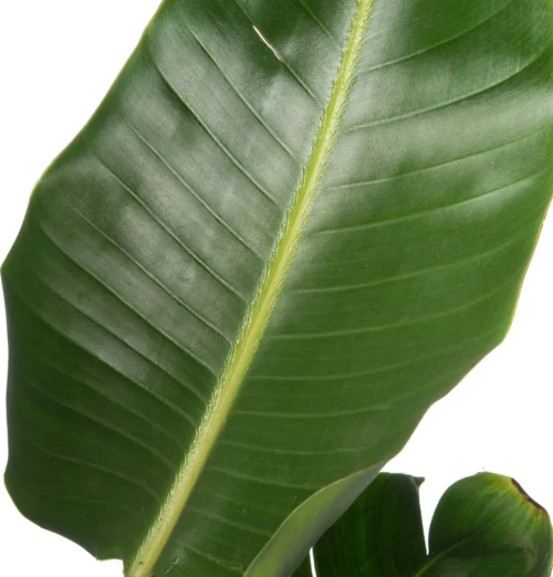 Paradijsvogelplant (Strelitzia Nicolai) D 36 H 180 Cm -Groene Tuin Winkel 8717263250777 2 1