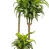 Drakenbloedboom (Dracaena Fragrans (D) 'Lemon Surprise') D 24 H 130 Cm -Groene Tuin Winkel 8717263250876 1