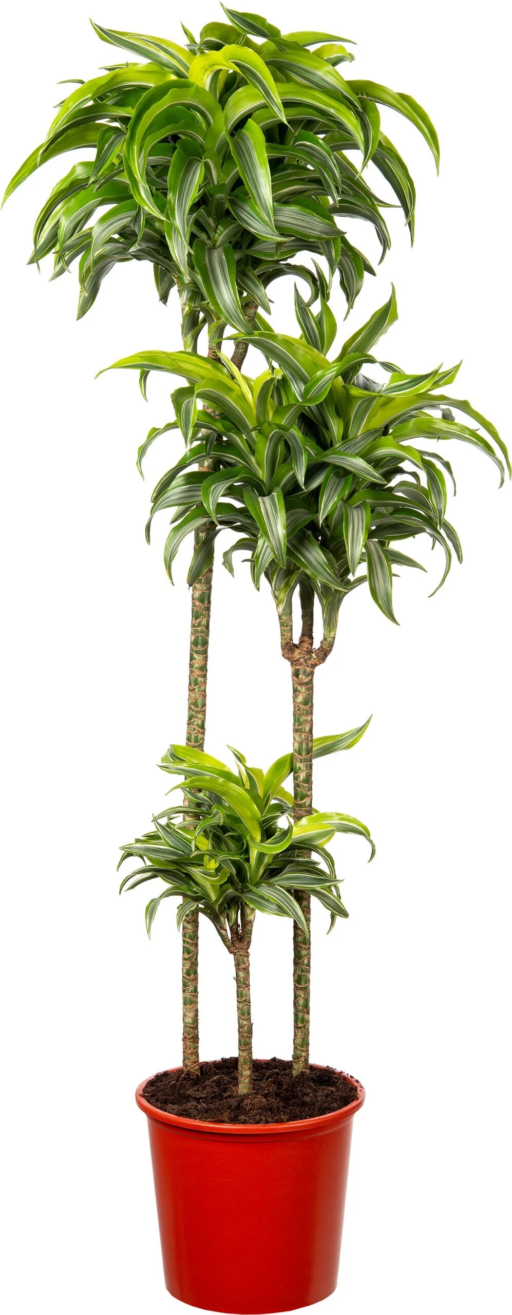 Drakenbloedboom (Dracaena Fragrans (D) 'Lemon Surprise') D 24 H 130 Cm 3 Drakenbloedboom (Dracaena Fragrans (D) 'Lemon Surprise') D 24 H 130 Cm