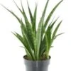Vrouwentong (Sansevieria Kirkii 'Friends') D 12 H 37 Cm