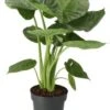 Olifantsoor (Alocasia 'Calidora') D 21 H 65 Cm 1 Olifantsoor (Alocasia 'Calidora') D 21 H 65 Cm -Groene Tuin Winkel 8717263251224