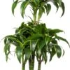 Drakenbloedboom (Dracaena Fragrans (C) ' Dorado') D 21 H 100 Cm
