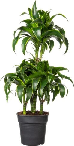 Drakenbloedboom (Dracaena Fragrans (C) ' Dorado') D 21 H 100 Cm