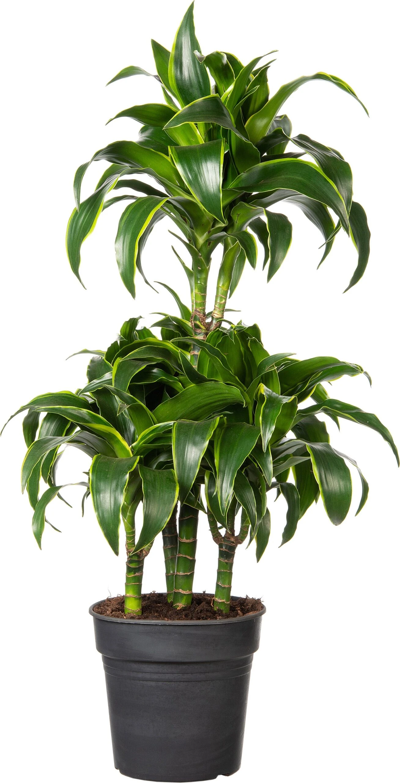 Drakenbloedboom (Dracaena Fragrans (C) ' Dorado') D 21 H 100 Cm 3 Drakenbloedboom (Dracaena Fragrans (C) ' Dorado') D 21 H 100 Cm