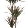 Drakenbloedboom (Dracaena Marginata 'Magenta') D 21 H 115 Cm -Groene Tuin Winkel 8717263252542