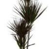 Drakenbloedboom (Dracaena Marginata 'Magenta') D 27 H 140 Cm -Groene Tuin Winkel 8717263252559