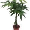 Geldboom (Pachira Aquatica) D 19 H 90 Cm -Groene Tuin Winkel 8717263252702 1