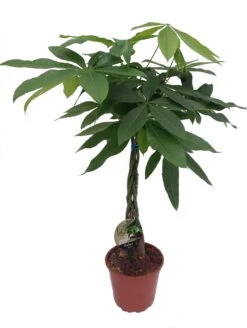 Geldboom (Pachira Aquatica) D 19 H 90 Cm