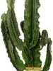 Cowboycactus (Euphorbia Erytrea) D 21 H 100 Cm 2 Cowboycactus (Euphorbia Erytrea) D 21 H 100 Cm -Groene Tuin Winkel 8717263252788