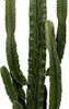 Cowboycactus (Euphorbia Erytrea) D 35 H 160 Cm -Groene Tuin Winkel 8717263252795