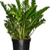 Zamioculcas (Zamioculcas Zamiifolia) D 40 H 100 Cm -Groene Tuin Winkel 8717263252948