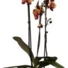 Vlinderorchidee 3 Tak (Phalaenopsis 'DesignZ') Geel D 12 H 55 Cm -Groene Tuin Winkel 8717263253358