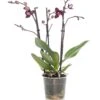 Vlinderorchidee 3 Tak (Phalaenopsis) Paars D 12 H 55 Cm -Groene Tuin Winkel 8717263253365 0